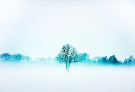 Blizzard winter snow tree