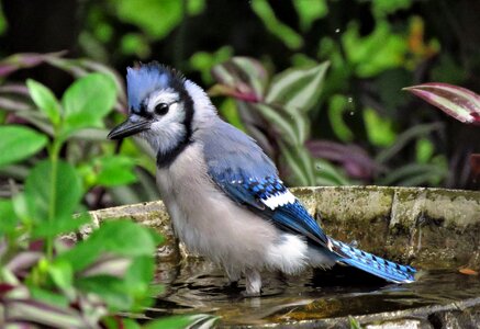 Blue jay bird photo