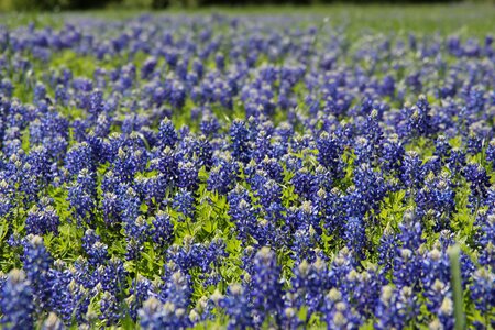 Bluebonnet flower field photo