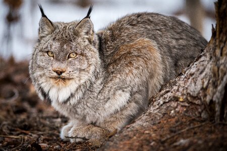 Bobcat lynx animal