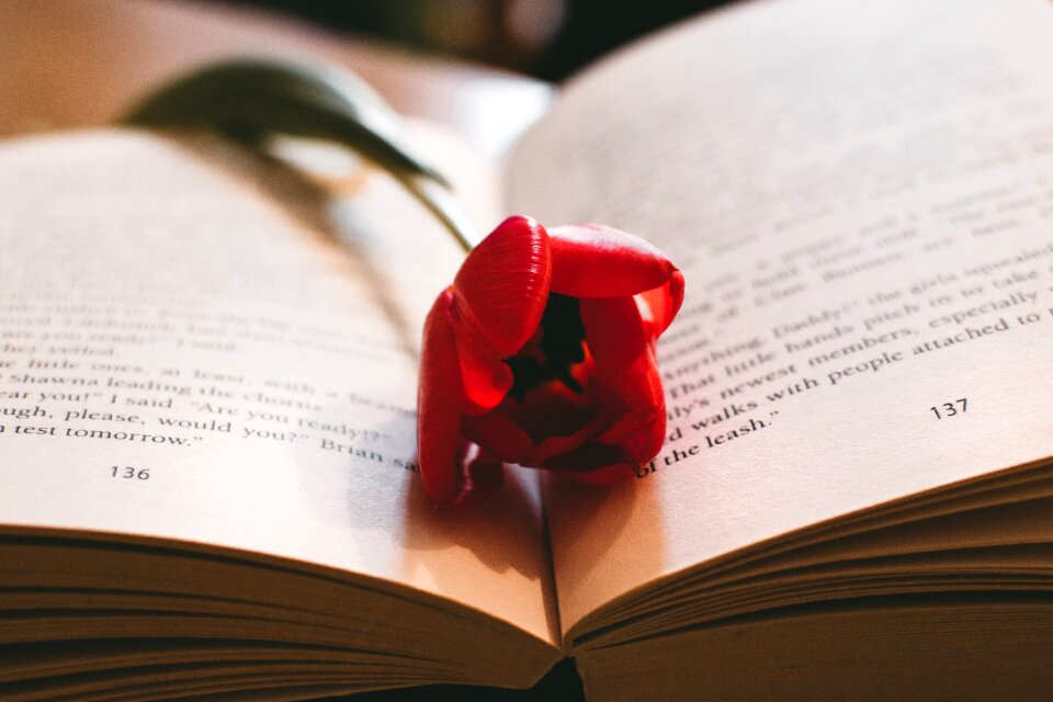 Book tulip flower