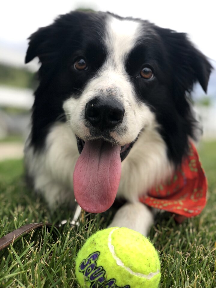 Border collie dog animal