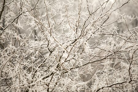 Branch ice