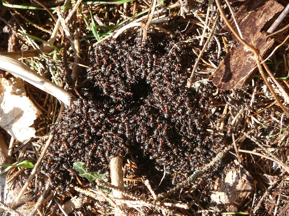 Formica rufa formica polyctena formica