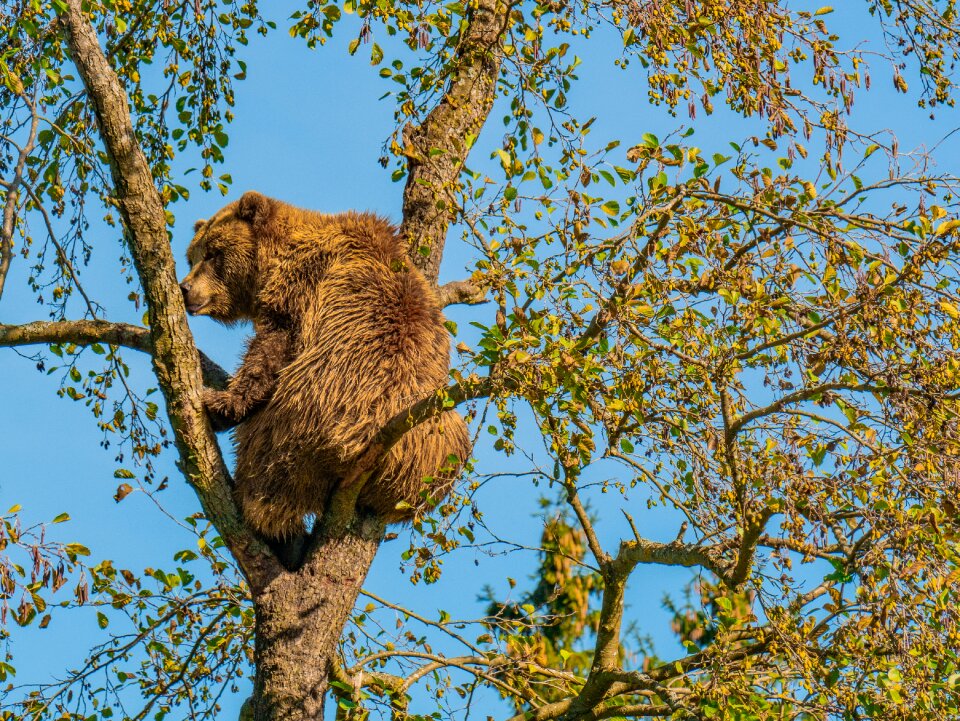 Brown bear animal