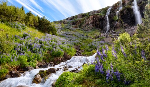 Budararfoss waterfall lupin photo