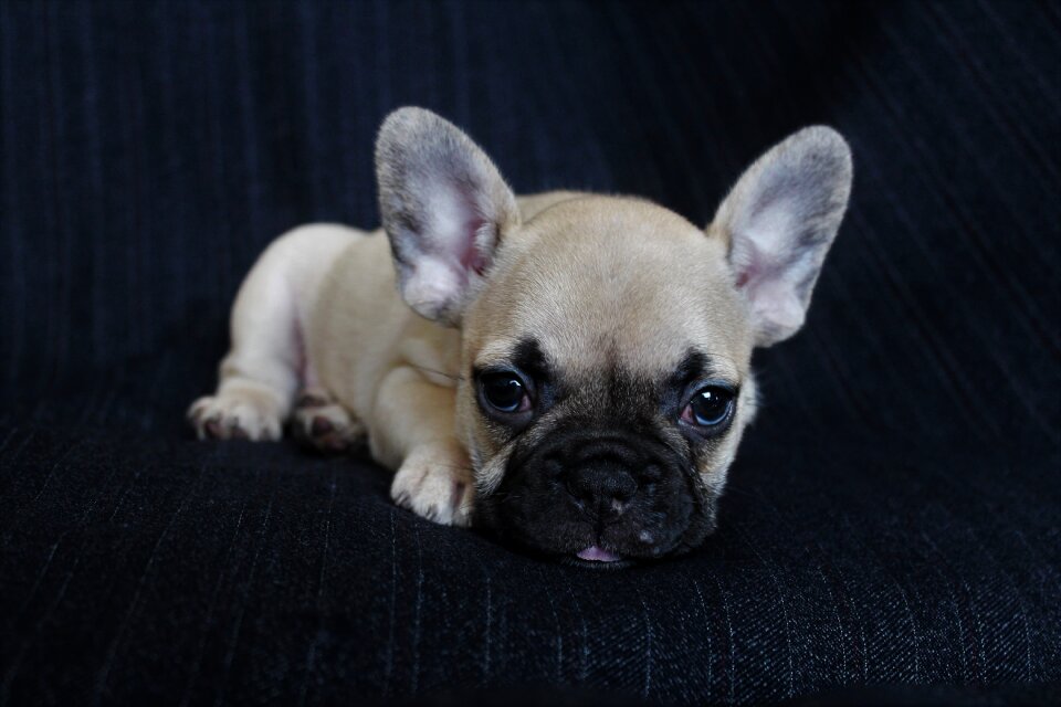 Bulldog puppy animal