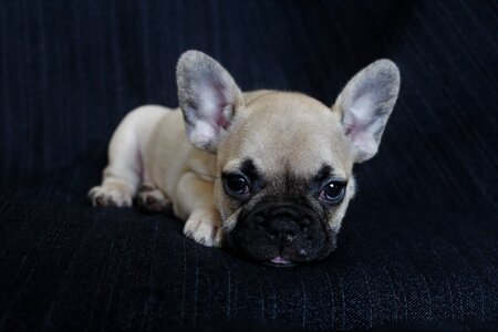 Bulldog puppy animal