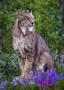 Canada lynx animal photo