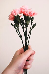 Carnation flower hand photo