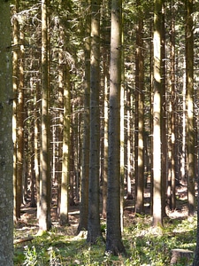 Strains light shadow