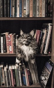 Cat animal bookshelf photo