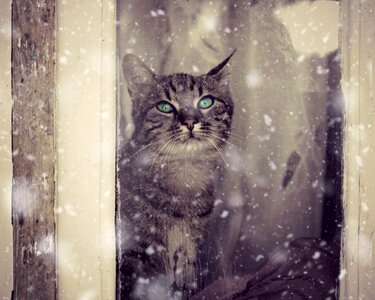 Cat animal snow photo