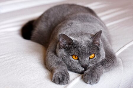 Cat british shorthair