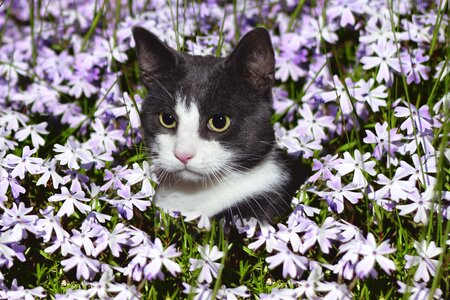 Cat flower field