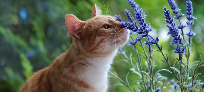 Cat smell flower photo