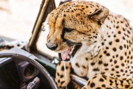 Cheetah animal