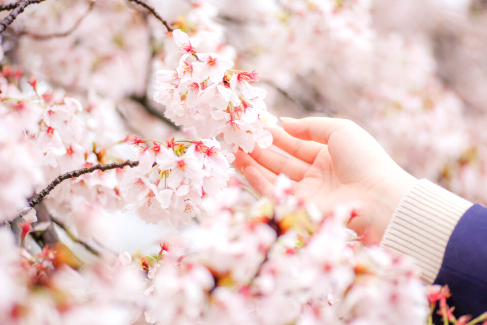 Cherry blossoms flower