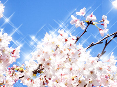 Cherry blossoms glitter