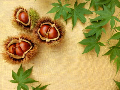 Chestnut maple leaves