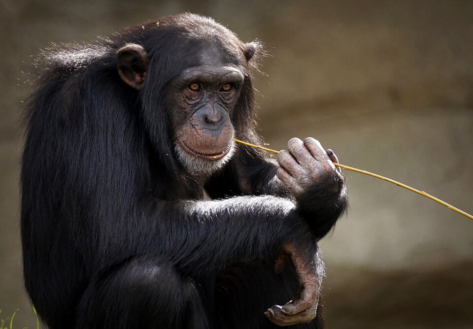 Chimpanzee monkey animal