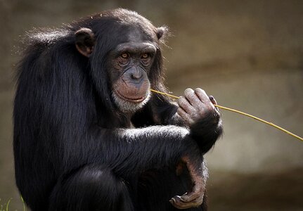 Chimpanzee monkey animal photo