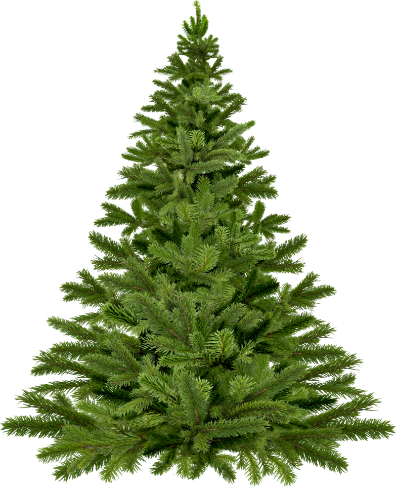 Christmas tree momi fir