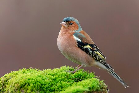 Common chaffinch bird