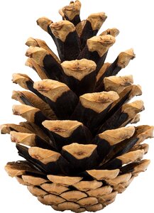 Conifer cone pine photo