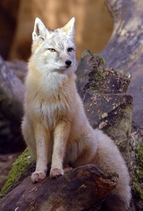 Corsac fox animal photo