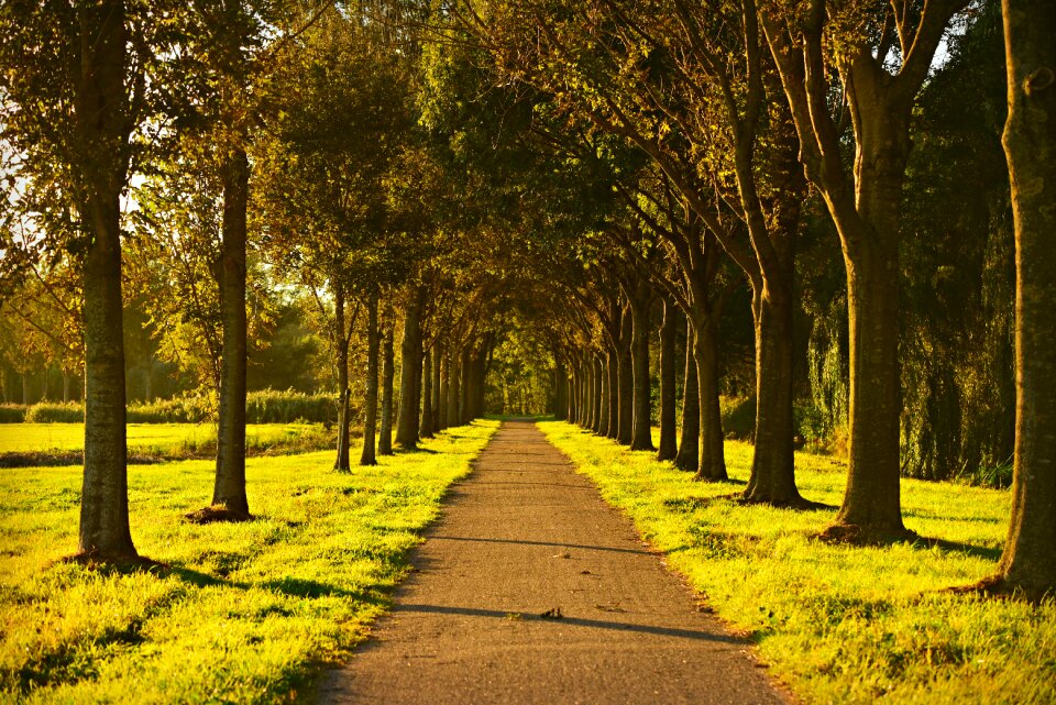 Countryside avenue trees