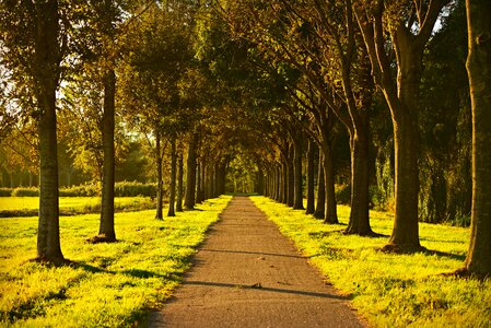 Countryside avenue trees