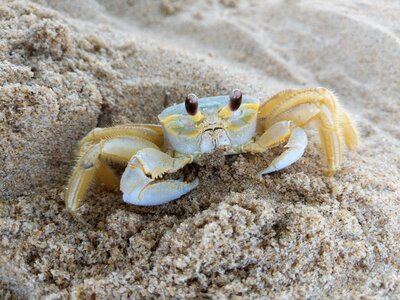 Crab animal