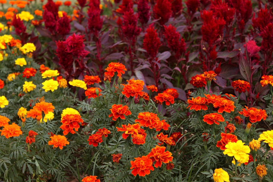 Spring flower plant