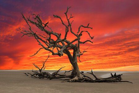 Dead tree sunset photo