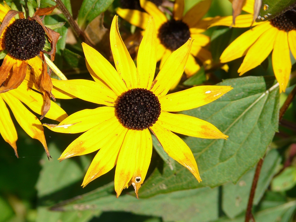 Yellow sunny blossom