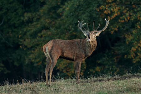Deer animal