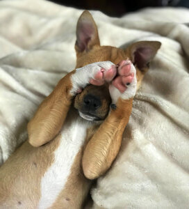 Dog puppy animal