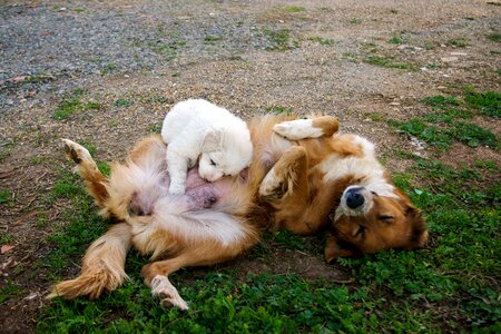 Dog puppy sleeping photo