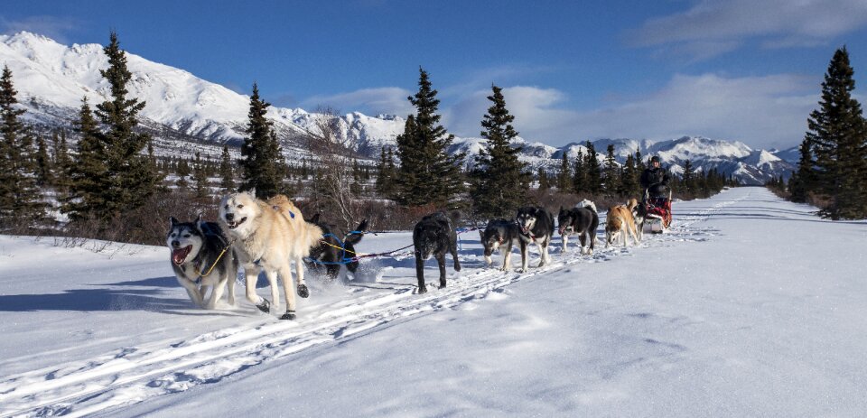Dogs sled