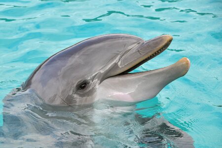 Dolphin animal