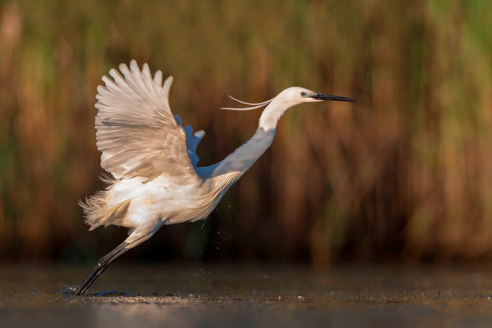 Egret bird photo