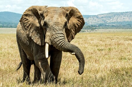 Elephant animal photo