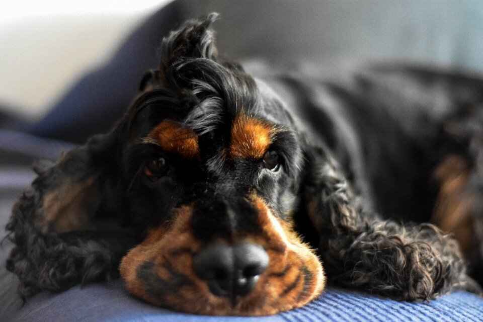 English cocker spaniel