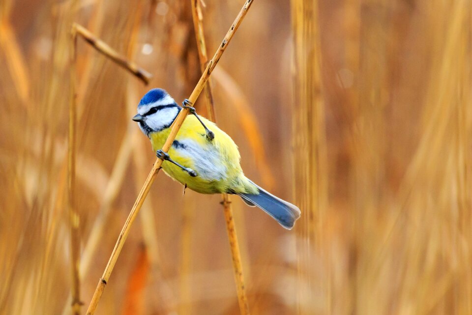 Eurasian blue tit bird