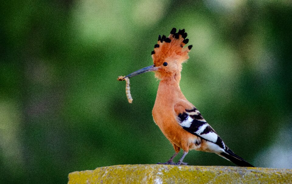 Eurasian hoopoe bird