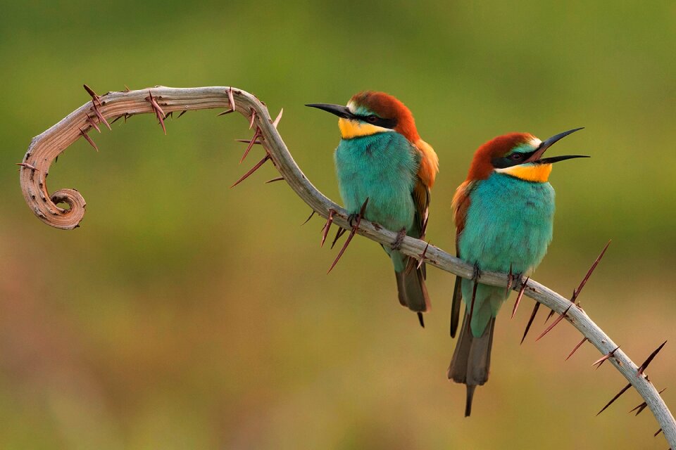 European bee eater birds
