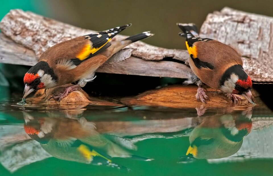 European goldfinch bird