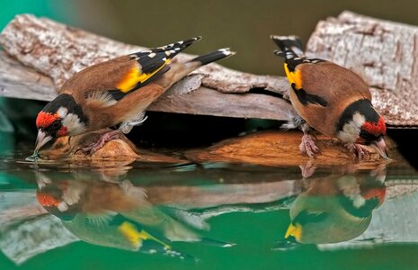 European goldfinch bird photo