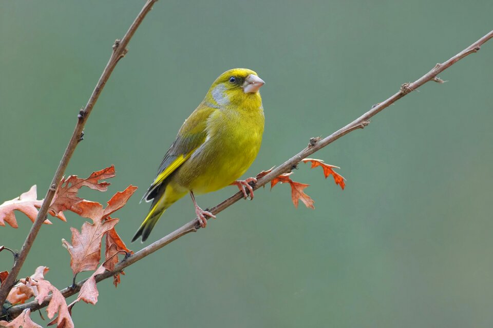 European greenfinch bird